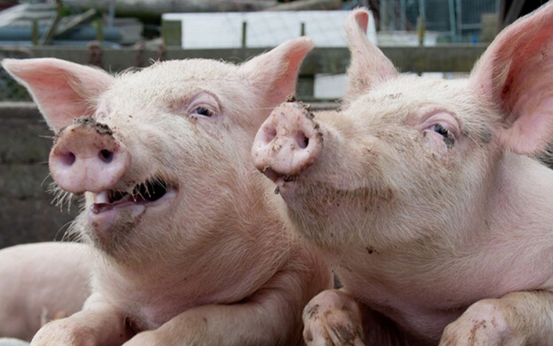 国家统计局:9月下旬，生猪价格环比上涨2.1%